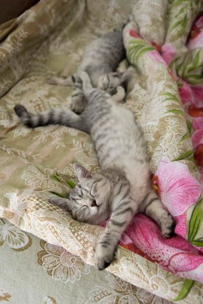 Лот: 9763726. Фото: 1. Британский Котенок (Британец). Кошки, котята
