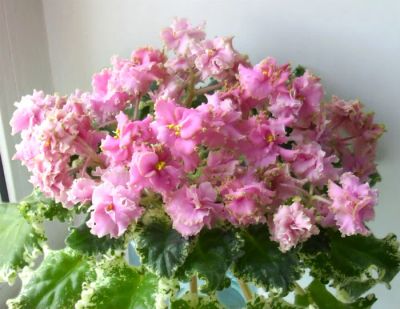 Лот: 4624494. Фото: 1. Фиалка сортовая Gemcraft Pink... Горшечные растения и комнатные цветы