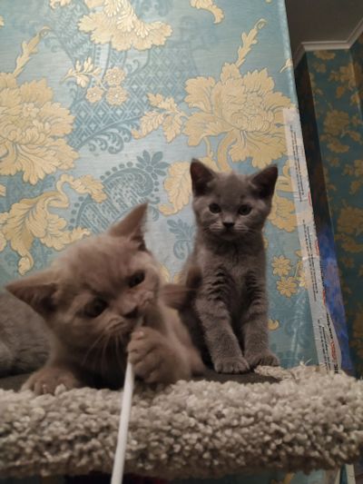 Лот: 13989184. Фото: 1. Шотландская котенок девочка. Кошки, котята