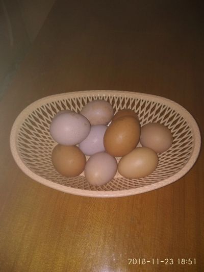 Лот: 12676142. Фото: 1. Яйцо куриное с личного подворья. Мясо, птица, яйцо