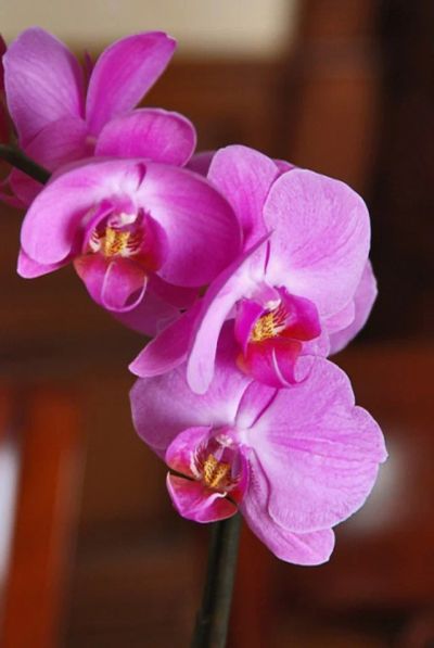 Лот: 7019105. Фото: 1. детка Орхидеи. Горшечные растения и комнатные цветы