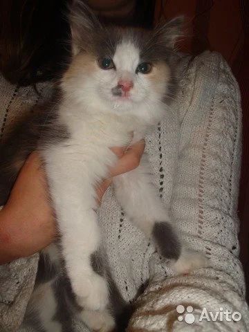 Лот: 10258170. Фото: 1. Девочка-арлекин. 3 месяца. Кошки, котята