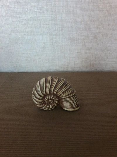 Лот: 12475323. Фото: 1. грот раковина 1. Грунты, украшения, наполнения