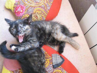 Лот: 1255158. Фото: 1. Отдам котят. Кошки, котята