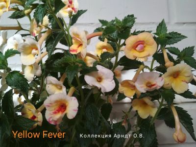 Лот: 15297350. Фото: 1. Ахименес Yellow Fever. Горшечные растения и комнатные цветы