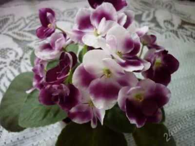 Лот: 663682. Фото: 1. лист сортовой фиалки "Mac's SouthernSpringtime... Горшечные растения и комнатные цветы