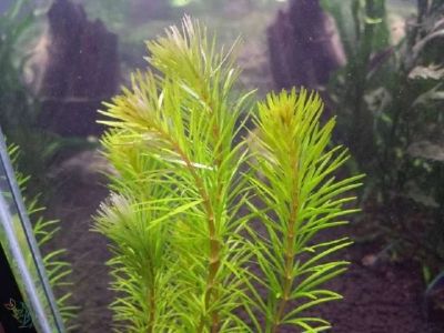 Лот: 4977332. Фото: 1. Ротала Бангладеш (Rotala sp... Водные растения