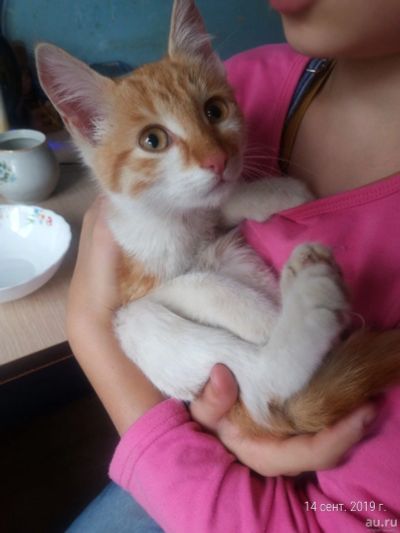 Лот: 14570852. Фото: 1. Котенок Рыжик. Миски, лотки, наполнители