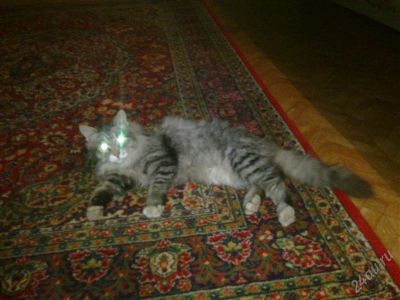 Лот: 868743. Фото: 1. Красивый, пушистый, ласковый кот... Остальные животные
