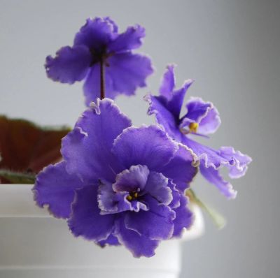 Лот: 4152183. Фото: 1. Фиалка голубая с белой каймой... Горшечные растения и комнатные цветы