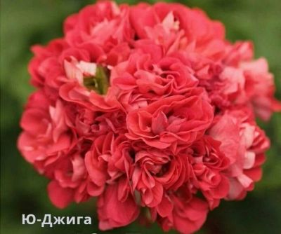 Лот: 16309604. Фото: 1. Пеларгония "Ю-джига". Горшечные растения и комнатные цветы