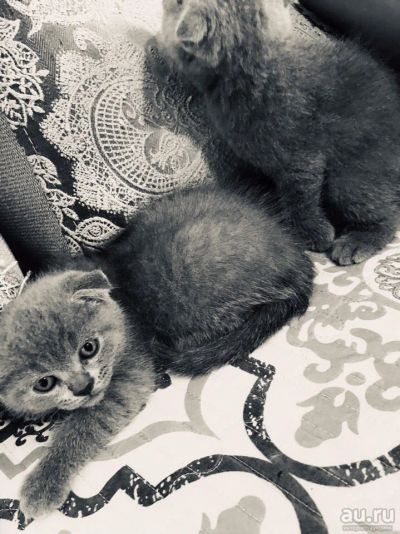 Лот: 14111620. Фото: 1. британцы. Кошки, котята
