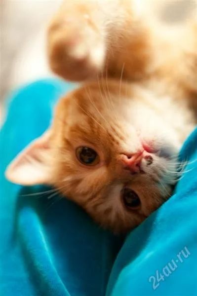 Лот: 916959. Фото: 1. Отдадим рыжего кота срочно! К... Остальные животные