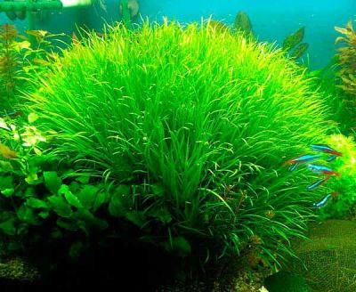 Лот: 13014987. Фото: 1. Бликса японская (Blyxa japonica... Водные растения