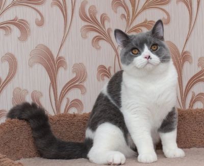 Лот: 8622660. Фото: 1. Your favorite - Ваш любимый. Кошки, котята