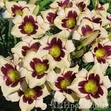 Лот: 10911644. Фото: 1. лилейник Moonlite Masquerade... Садовые цветы