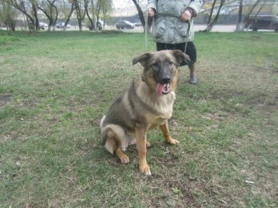 Лот: 3268985. Фото: 1. Умная Шельма!. Собаки, щенки