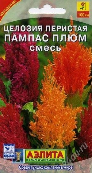Лот: 2782431. Фото: 1. Целозия перистая Пампас плюм... Другое (семена, рассада, садовые растения)