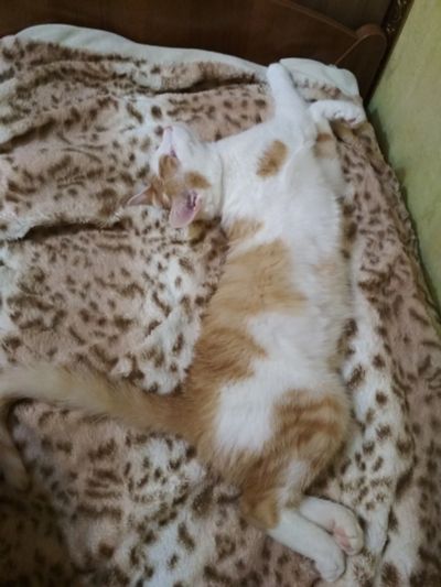 Лот: 15126811. Фото: 1. Магический котик. Кошки, котята