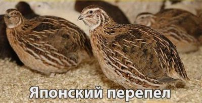 Лот: 7086249. Фото: 1. Перепел Японский. (Самцы, месячные... Птицы