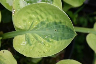 Лот: 19088073. Фото: 1. Хоста "Мун Сплит" (hosta 'Moon... Садовые цветы