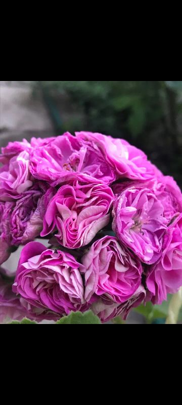 Лот: 20009570. Фото: 1. Сортовая пеларгония "Селена Эрса... Горшечные растения и комнатные цветы