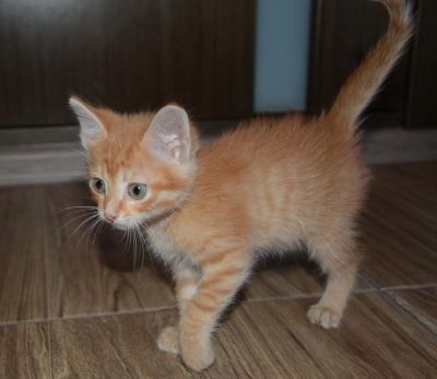 Лот: 10231890. Фото: 1. Маленький рыжий подкидыш ищет... Кошки, котята