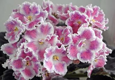 Лот: 3136301. Фото: 1. Сортовая фиалка "Разноперистая... Горшечные растения и комнатные цветы