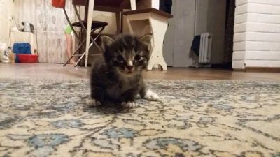 Лот: 6641121. Фото: 1. Отдам очень красивых котят, дымчатый... Кошки, котята