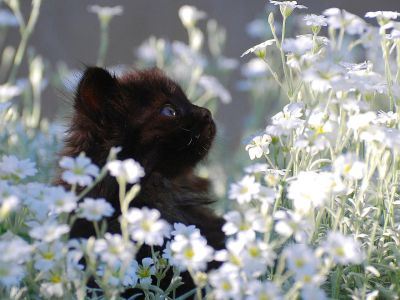 Лот: 5219802. Фото: 1. Подарю котят)) Только в хорошие... Кошки, котята
