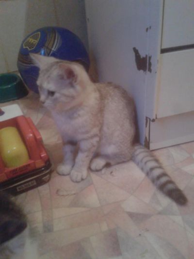 Лот: 8765742. Фото: 1. кошка британка 4 месяца. Кошки, котята