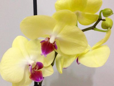 Лот: 6665871. Фото: 1. Орхидея Лимонно-желтая с малиновой... Горшечные растения и комнатные цветы