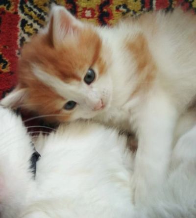 Лот: 11632843. Фото: 1. Котёнок ищет хозяев. Кошки, котята
