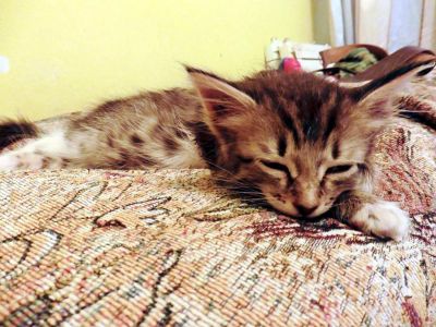 Лот: 7671133. Фото: 1. Котёнок, 2 месяца, девочка. Кошки, котята