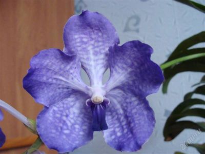 Лот: 1058814. Фото: 1. орхидея ванда sansai blue с цветоносом. Горшечные растения и комнатные цветы