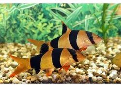 Лот: 18357697. Фото: 1. Боция клоун (Chromobotia macracanthus... Рыбки