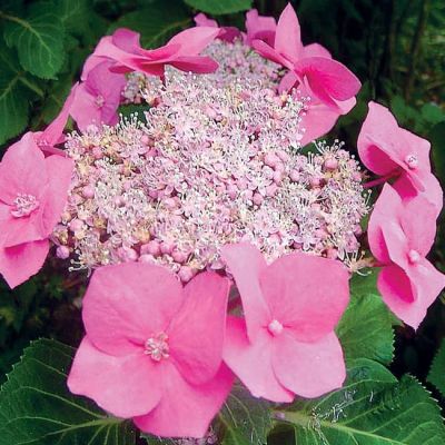 Лот: 3887771. Фото: 1. Гортензия крупнолистная Маризи... Другое (семена, рассада, садовые растения)