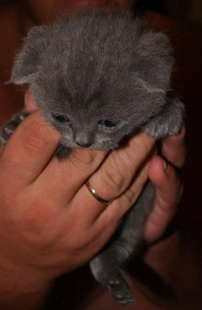 Лот: 6225774. Фото: 1. котенок вислоухий шотландец. Кошки, котята