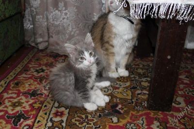 Лот: 2529487. Фото: 1. Котик. Кошки, котята