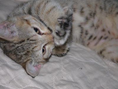 Лот: 4090444. Фото: 1. Отдам котёнка в хорошие руки. Кошки, котята