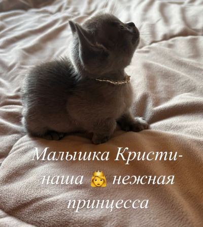 Лот: 25377166. Фото: 1. Котята Бурма. Кошки, котята