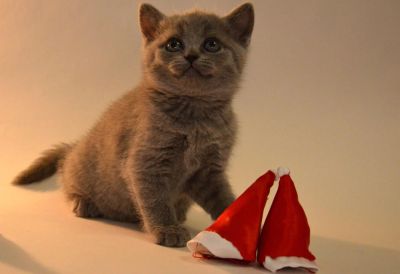 Лот: 4781804. Фото: 1. Британский котенок. Кошки, котята