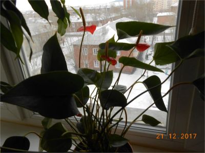 Лот: 10831571. Фото: 1. АНтуриум молодое растение. Горшечные растения и комнатные цветы