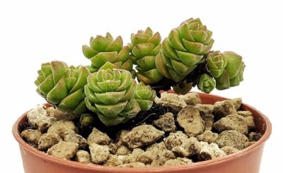Лот: 18444308. Фото: 1. Крассула столбиковая (Crassula... Горшечные растения и комнатные цветы