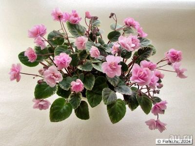 Лот: 13867363. Фото: 1. Фиалка Taffy Bon Bon (миниатюрный... Горшечные растения и комнатные цветы
