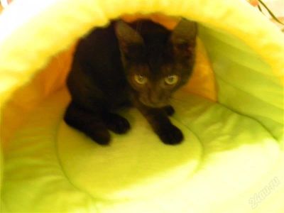 Лот: 987971. Фото: 1. Котенок черненький. Остальные животные