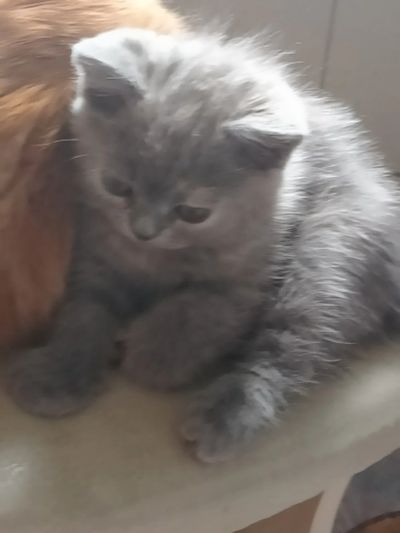 Лот: 15343031. Фото: 1. Британский котёнок девочка. Кошки, котята