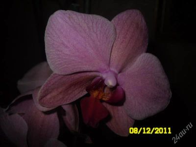 Лот: 1402310. Фото: 1. Орхидея фаленопсис...отцвела. Горшечные растения и комнатные цветы
