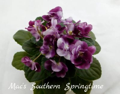 Лот: 5876126. Фото: 1. Минифиалка сортовая Mac's Southern... Горшечные растения и комнатные цветы