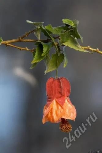 Лот: 547111. Фото: 1. Абутилон Patrick Singe-2. Горшечные растения и комнатные цветы
